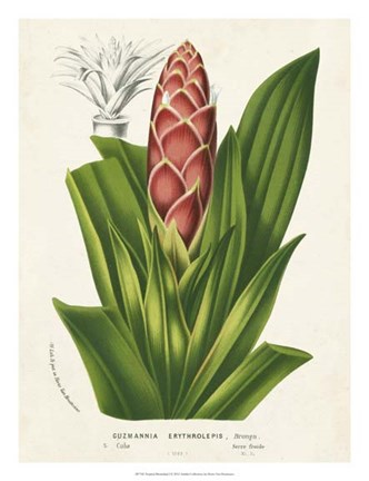 Framed Tropical Bromeliad I Print