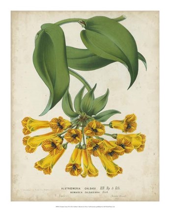 Framed Tropical Array II Print