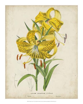 Framed Tropical Array IV Print