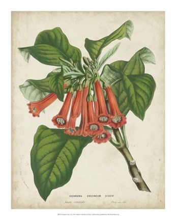 Framed Tropical Array VI Print