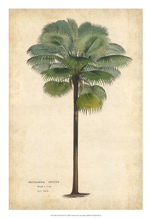 Framed Palm of the Tropics II Print