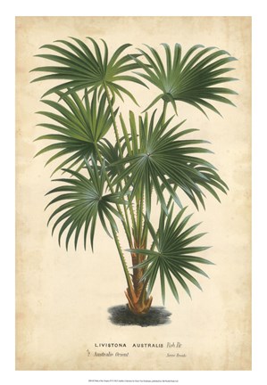Framed Palm of the Tropics IV Print