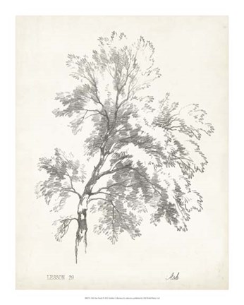 Framed Ash Tree Study Print