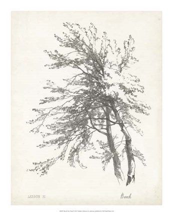 Framed Beech Tree Study Print