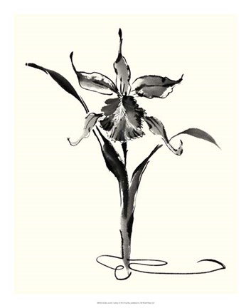 Framed Studies in Ink - Cattleya Print