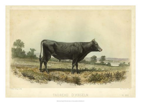 Framed Taureau D&#39;Angeln Print