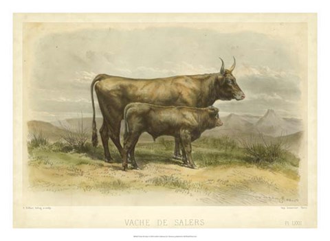 Framed Vache De Salers Print