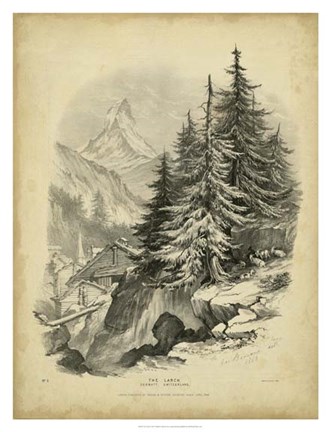 Framed Larch Print