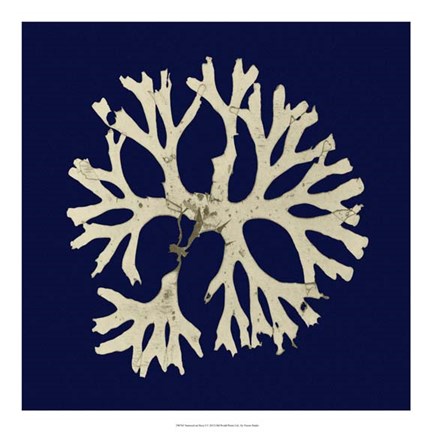 Framed Seaweed on Navy I Print
