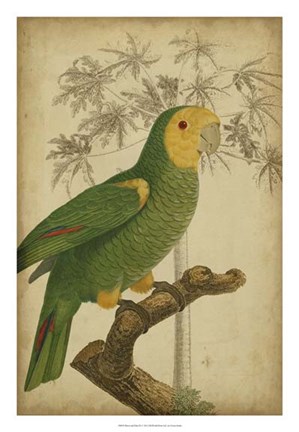 Framed Parrot and Palm IV Print