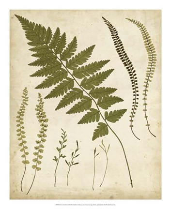 Framed Fern Portfolio II Print