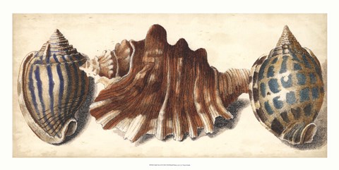 Framed Shell Trio II Print