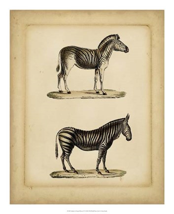 Framed Studies in Natural History IV Print