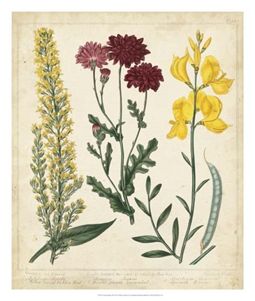 Framed Garden Display III Print