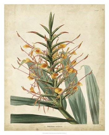 Framed Tropical Delight I Print