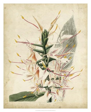 Framed Tropical Delight II Print