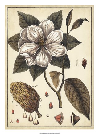 Framed Ivory Botanical Study I Print