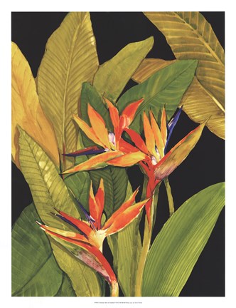 Framed Dramatic Bird of Paradise Print