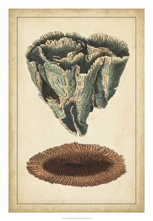 Framed Coral Companion IV Print