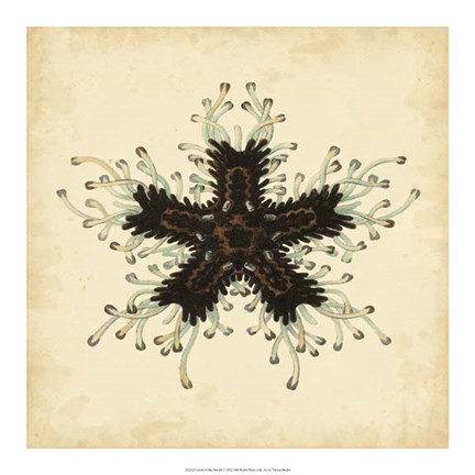 Framed Gems of the Sea III Print