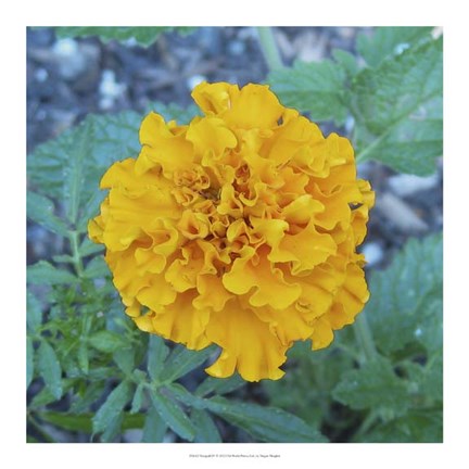 Framed Marigold IV Print