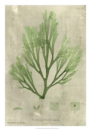 Framed Emerald Seaweed II Print