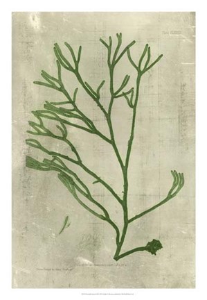 Framed Emerald Seaweed III Print