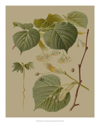 Framed Forest Foliage I Print