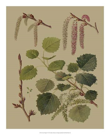 Framed Forest Foliage IV Print