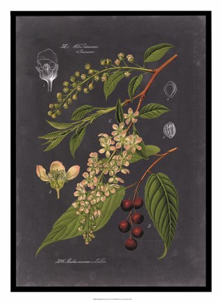 Framed Midnight Botanical II Print