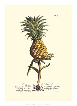 Framed Royal Botanical II Print