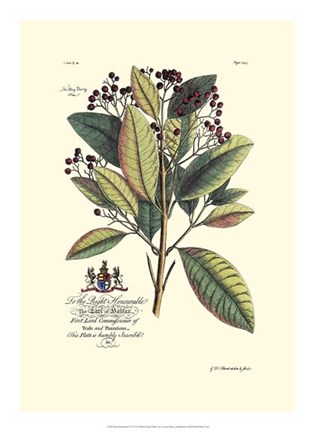 Framed Royal Botanical VI Print