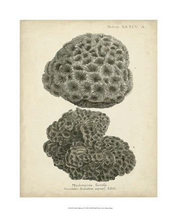 Framed Coral Collection V Print