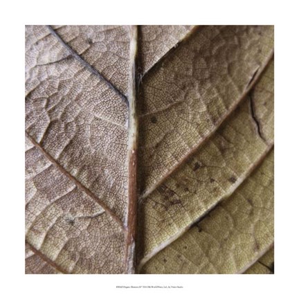 Framed Organic Elements II Print