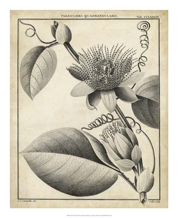 Framed Passiflora IV Print
