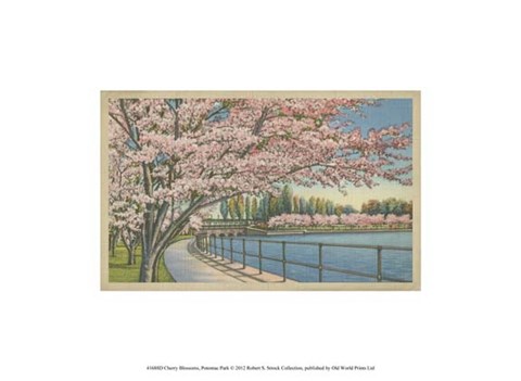 Framed Cherry Blossoms, Potomac Park Print