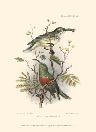 Framed Birds in Nature I Print