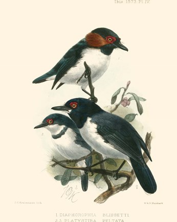 Framed Birds in Nature IV Print