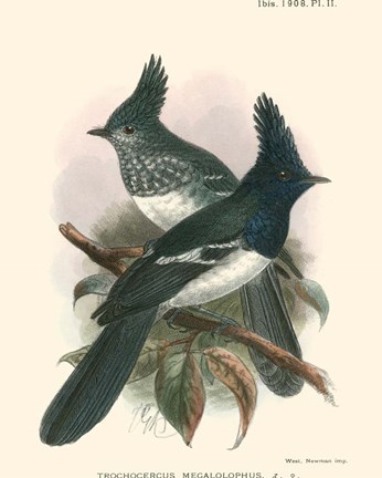 Framed Birds in Nature V Print