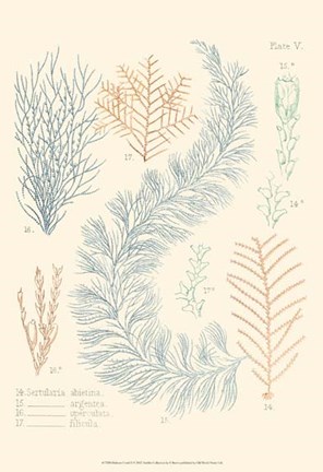 Framed Delicate Coral II Print