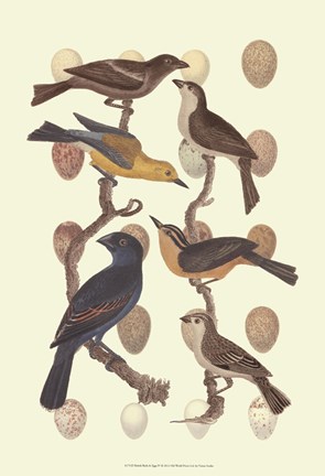 Framed British Birds and Eggs III Print