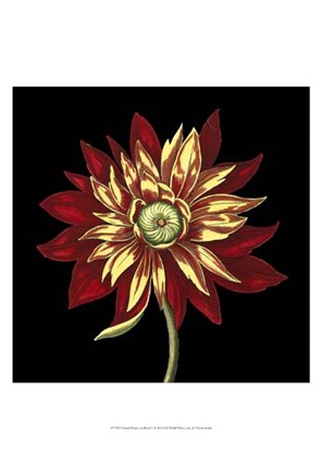 Framed Natural Beauty on Black V Print