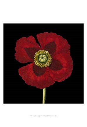 Framed Natural Beauty on Black VI Print