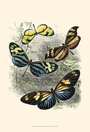 Framed Butterfly Sanctuary I Print