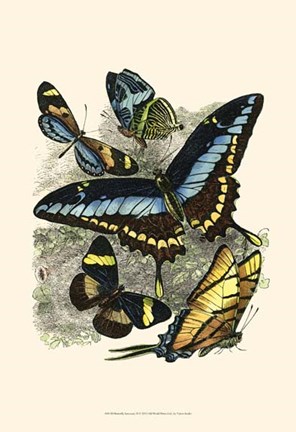 Framed Butterfly Sanctuary II Print
