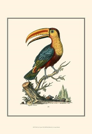 Framed Toco Toucan Print