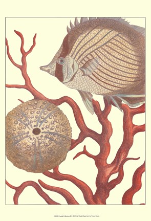 Framed Coastal Collection II Print