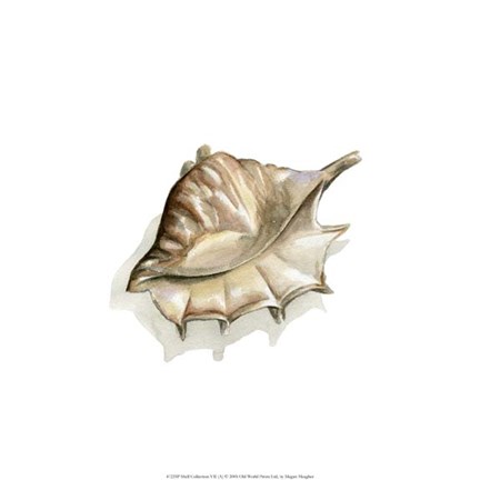 Framed Printed Shell Collection VII Print