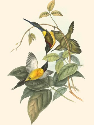 Framed Small Birds of Tropics IV Print