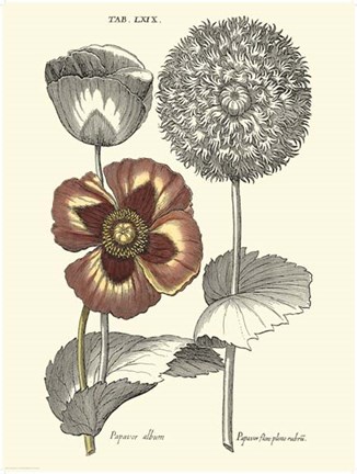 Framed Tinted Floral II Print